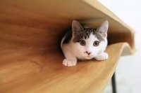 猫宅，给你的look换点新招