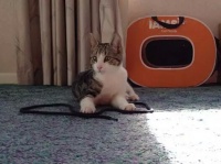 猫宅，给你的look换点新招