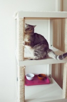 那些讨猫猫狗狗喜欢的宠物家具