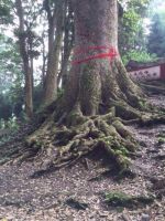 中国楠木促进会成立 雅安金丝楠凸显发展优势