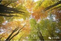 圣象多层实木地板硬木材质使之抗冲击力最强