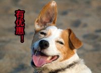 昊艺木门抢金风暴 关凌邀你大“惠”战