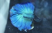 宠物水族行业巅峰盛会—2015深圳国际宠物水族展12月启幕