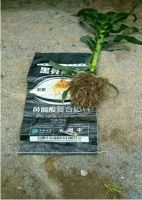 玉米追肥施肥就用五洲丰黄腐酸