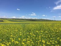 特地陶瓷公益之旅丨内蒙古草原上盛开的油菜花海