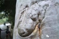 安信地板：源自天然，美的传承