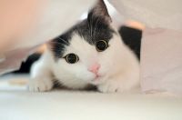 养猫狗竟会破财！宠物风水5禁忌