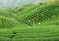 9.1茶乡信阳邂逅世界之美