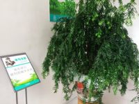 青岛弘盛宜家免费“领养”“植物大熊猫”红豆杉开始了
