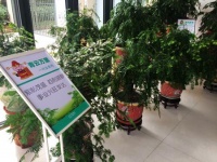 青岛弘盛宜家免费“领养”“植物大熊猫”红豆杉开始了