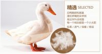 38℃暖男真“芯”已到 请来梦洁签收！