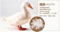 梦洁：用小米范儿做中国好被子！