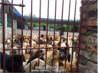 十犬十美一周年·爱犬人士在行动