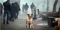 十犬十美一周年·爱犬人士在行动