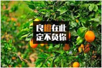吹响集结号:开启赣南脐橙百团大战
