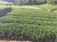 看中国限量版80后大叔们玩转“潮茶”新主义