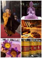 2015北京佛博会——“一带一路”上的金莲花