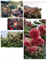 春田花花|在成都最大的私家玫瑰园看一场玫瑰雨