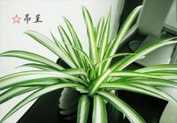 防电磁辐射的植物有哪些