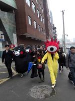 今天一大波熊本熊跟着一只浪人在武汉浪，你有遇到吗？
