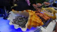 迪士尼美学抢眼球，好伦哥打造子品牌海盗5号馆