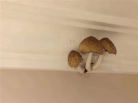 【领绣】顶上长蘑菇？那你家肯定没用领绣墙布！