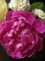 有花苞开花慢，快来点“催花水”吧，自己在家就能做！