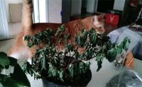 新手养花不用愁，给你支3招，烂根也能救过来！