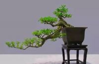 家里有盆景，主人富贵有财气，你家还没养盆景吗？