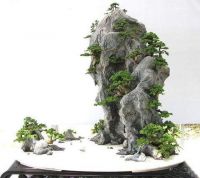 家里有盆景，主人富贵有财气，你家还没养盆景吗？
