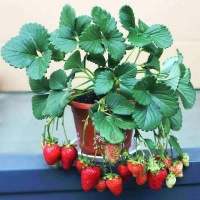 自己盆栽草莓，记住“3个”要点，3-4个月就挂果，想吃摘不完