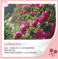 居家推荐：阳光沙漠玫瑰酱心馕苏宁众筹火热进行中！