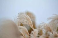 【YASLAN】“芦苇”之约，只为梦一场风花雪夜
