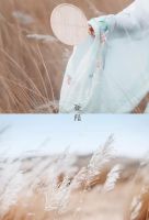 【YASLAN】“芦苇”之约，只为梦一场风花雪夜