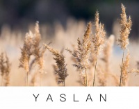 【YASLAN】“芦苇”之约，只为梦一场风花雪夜