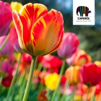 天时地利人和，德国功能涂料德爱威筑梦中国