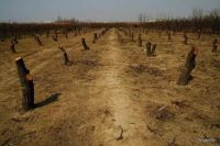 高德木纹引领绿色环保新风尚，让世界多一抹绿~