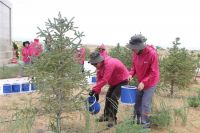 “居然·善行”公益植树暨沙漠徒步极限挑战活动圆满成功