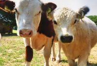 化工厂就该被“妖魔化”吗？看看这家德国功能涂料园区