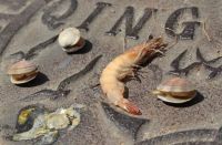 哪儿凉快去哪儿？那也得用海尔防干烧燃气灶才行