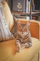 an设计工作室创始人设计师Claudia打造的西班牙顶层公寓