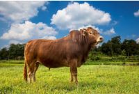 有机种植让食材返璞归真，皇图生态农业为美食文化增添风