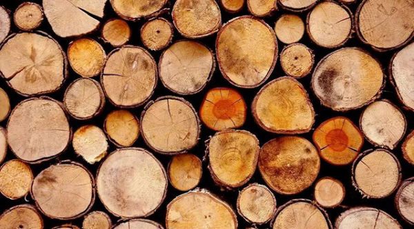 伊莎贝尔丨木材很神奇，是唯一具有生命力的材料