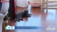 《好房帮帮忙》装修引找房团“吐槽” 小情侣为猫买新房？