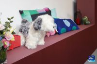 “遇见， 焕新的艺术” 2019多乐士焕新服务重磅升级