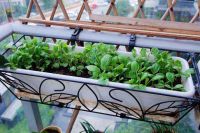 让城市的孩子体验农耕文化也是“改变命运”