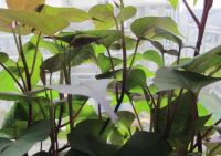 皇图生态农业楼顶菜园，他乡亦是故乡