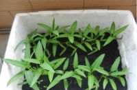 皇图生态农业楼顶菜园，他乡亦是故乡