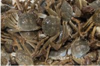 冷链仓网星罗密布：苏宁快消让阳澄湖大闸蟹又鲜又快