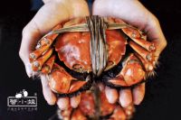 欧凯龙联合蟹小姐邀您10月1日免费品尝阳澄湖大闸蟹啦